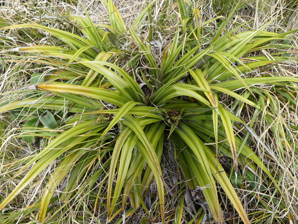 Astelia petriei