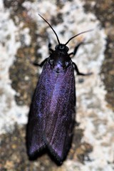 Urodidae