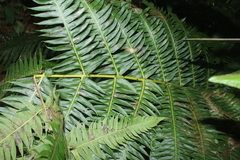 Cyathea horrida