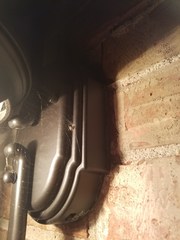 Araneus detrimentosus