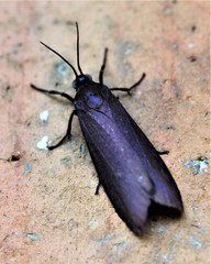 Urodidae