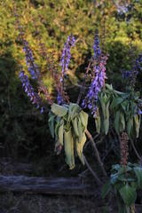 Coleus barbatus grandis