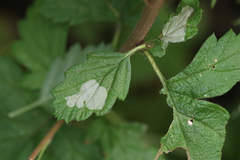 Phyllonorycter holodisci