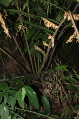 Cyathea horrida