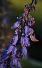 Coleus barbatus grandis