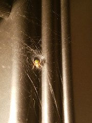 Araneus detrimentosus