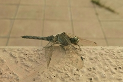 Orthetrum cancellatum
