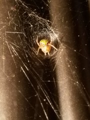 Araneus detrimentosus