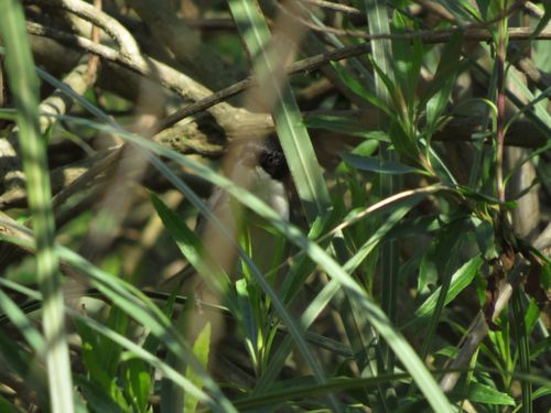 Black-capped Warbling Finch (Microspingus melanoleucus), photo 7