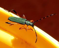 Litopus latipes dispar