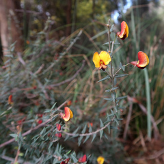 Bossiaea cinerea