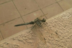 Orthetrum cancellatum