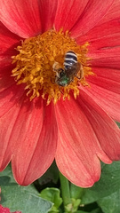 Agapostemon virescens