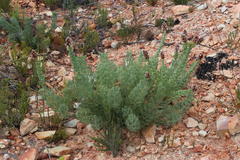 Paranomus roodebergensis