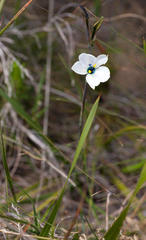 Aristea cantharophila