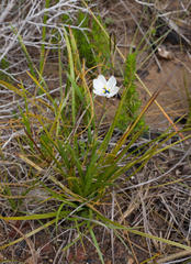 Aristea cantharophila