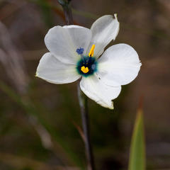 Aristea cantharophila