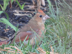 Cardinalis cardinalis