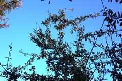 Ehretia rigida rigida