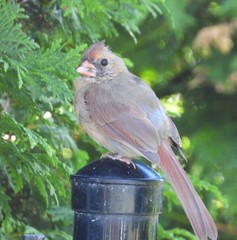 Cardinalis cardinalis