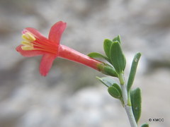 Ruellia perrieri