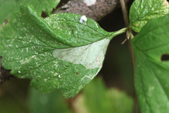 Phyllonorycter holodisci
