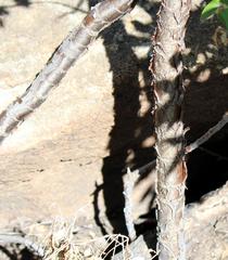 Heteromorpha arborescens abyssinica