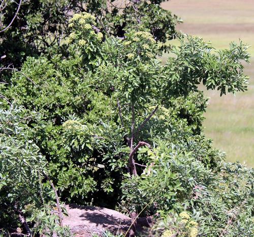 parsleytree