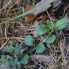 Veronica officinalis