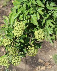 Heteromorpha arborescens abyssinica