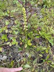 Spiranthes ochroleuca