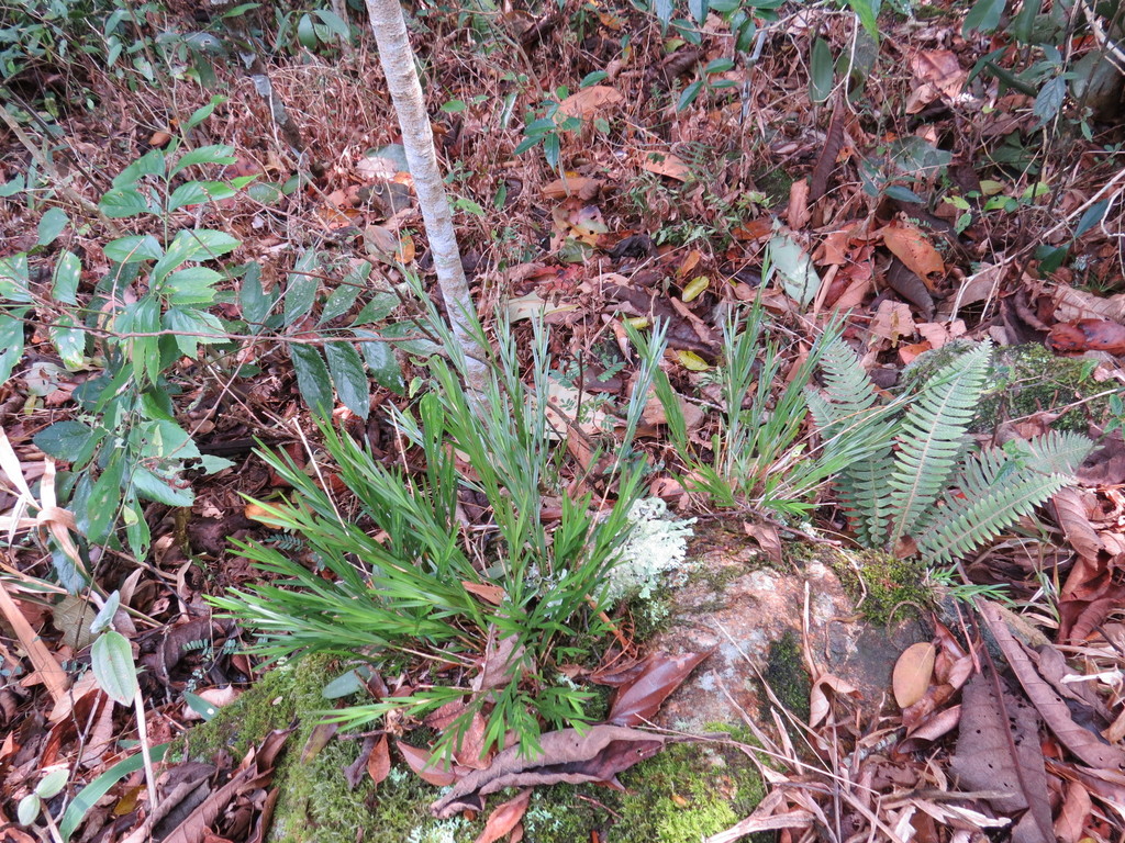 Isochilus linearis