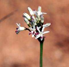 Nerine rehmannii