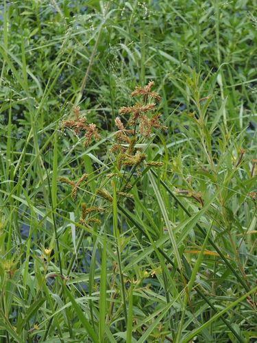 Cyperus imbricatus iNat (2)