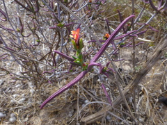 Lampranthus spiniformis