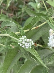 Formica pallidefulva