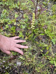 Spiranthes ochroleuca