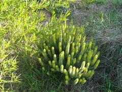 Aspalathus alopecurus