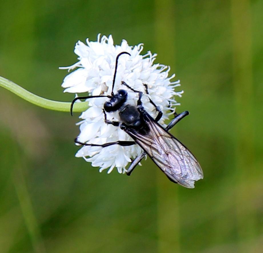 Sphex lanatus
