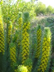 Aspalathus alopecurus