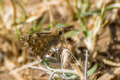Carcharodus tripolina