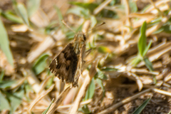 Carcharodus tripolina