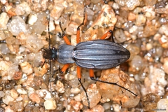 Carabus galicianus