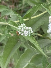 Formica pallidefulva