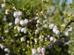 Erica formosa