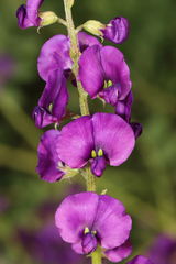 Swainsona pterostylis