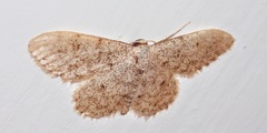 Idaea alyssumata