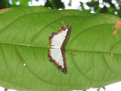 Nymphidium trinidadi
