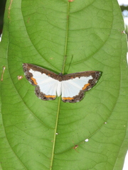 Nymphidium trinidadi
