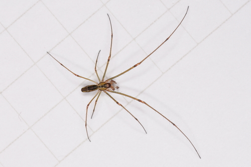 Tetragnatha hawaiensis, 2021-07-20